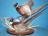 Ringneck Pheasant